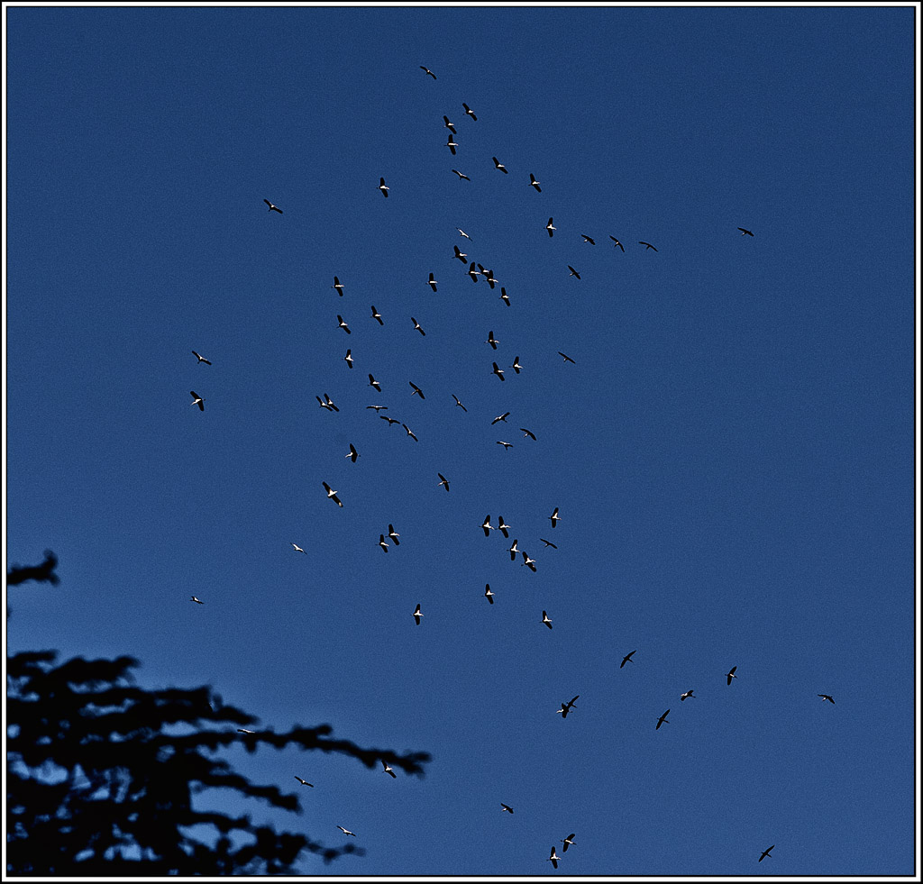 Storchendurcheinander